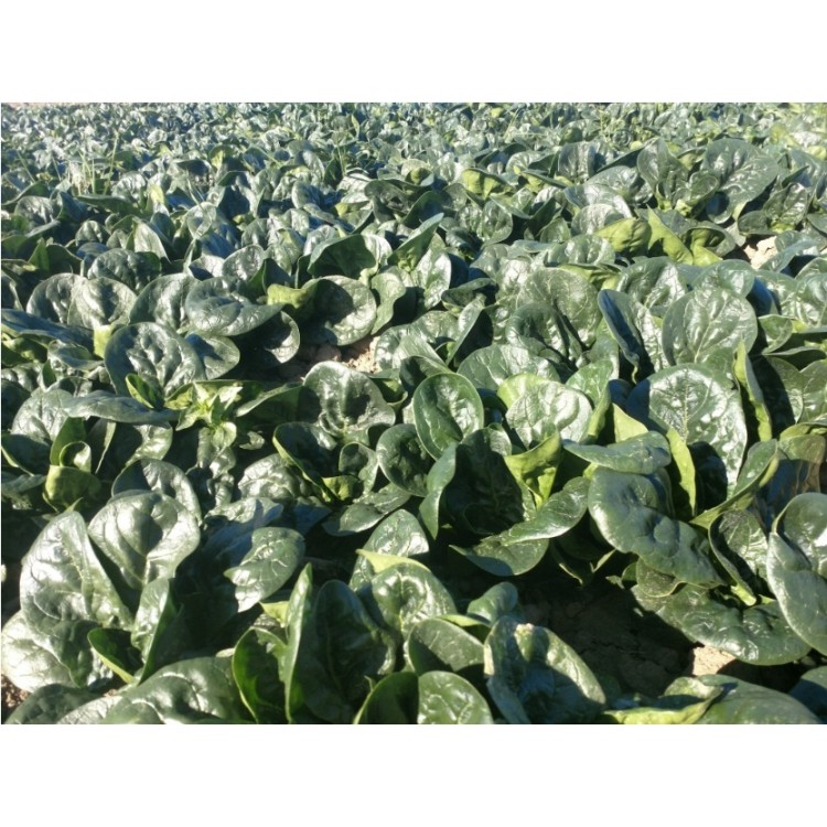 SV3580VC Ispanak Tohumu – 1 Kg | Orta Geçci, Uniform Gelişimli, Taze ve Sanayilik Kullanıma Uygun | Merkez Tarım Eczanesi Seydişehir