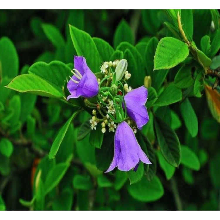 Çan Kadeh Çiçeği Tohumu – 100 Adet | Campanula L., Çok Yıllık Bahçelik Süs Bitkisi | Merkez Tarım Eczanesi Seydişehir