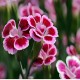 Çin Karanfili Çiçeği Tohumu – 100 Adet | Dianthus chinensis, Hoş Kokulu, Karışık Renkli Çok Yıllık Bitki | Merkez Tarım Eczanesi Seydişehir