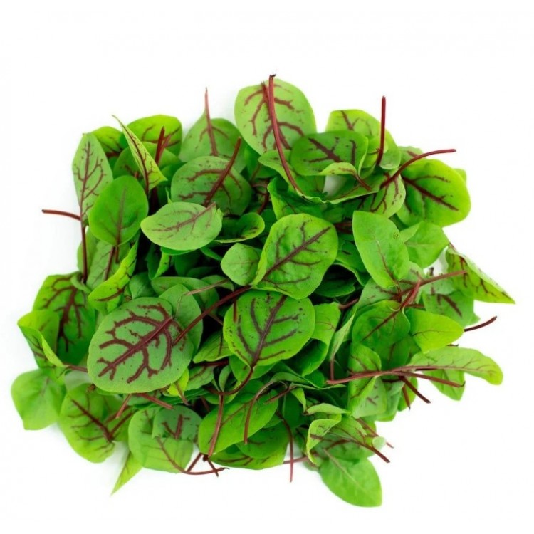 Kırmızı Kuzukulağı – Renkli Yapraklı, Limon Aromalı Salata Bitkisi Kırmızı Kuzukulağı Tohumu – 50 Adet | Limon Aromalı, C Vitaminli, Çok Yıllık Salata Bitkisi | Merkez Tarım Eczanesi Seydişehir