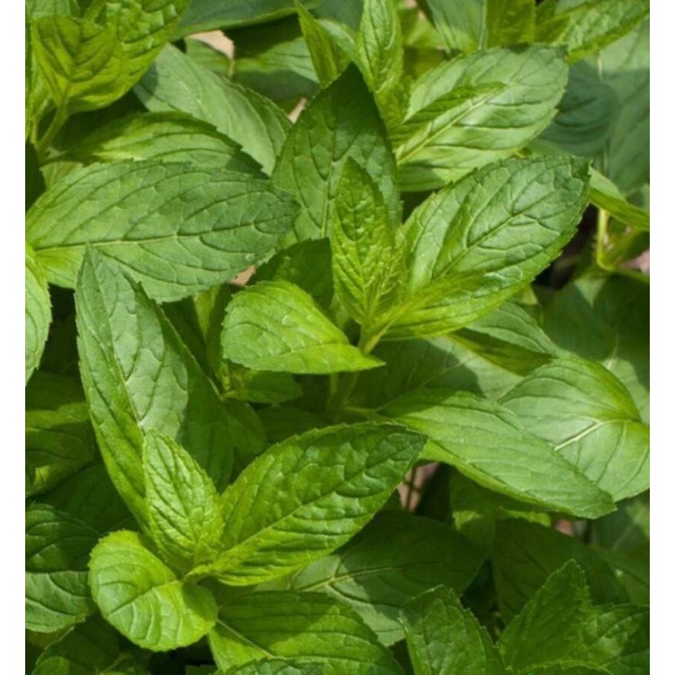 Nane Tohumu – 100 Adet | Mentha spicata, Aromatik, Çok Yıllık, Saksı ve Bahçeye Uygun | Merkez Tarım Eczanesi Seydişehir Nane Tohumu – 100 Adet | Mentha spicata, Aromatik, Çok Yıllık, Saksı ve Bahçeye Uygun | Merkez Tarım Eczanesi Seydişehir