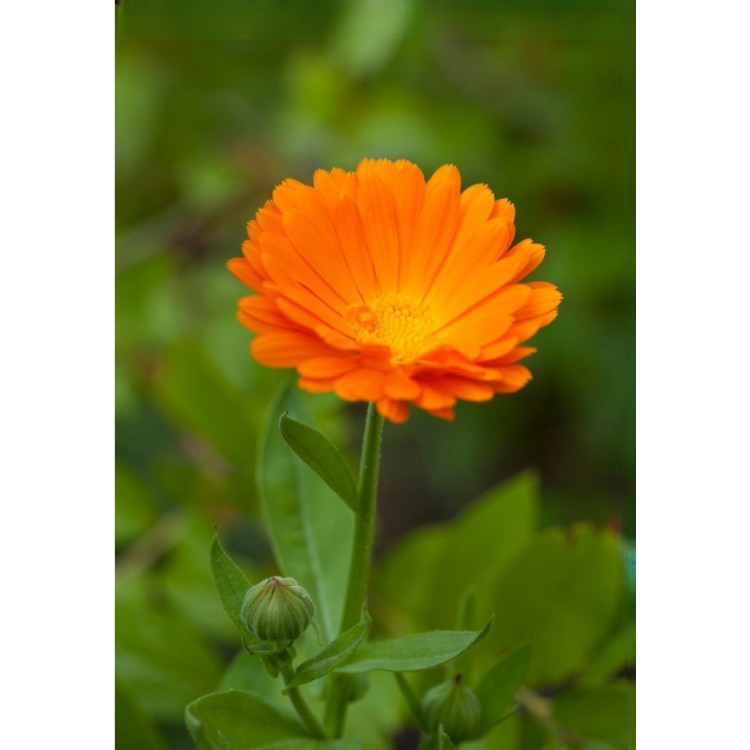 Portakal Nergisi Çiçeği Tohumu – 30 Adet | Calendula officinalis, Gösterişli, Şifalı ve Arı Dostu Bitki | Merkez Tarım Eczanesi Seydişehir