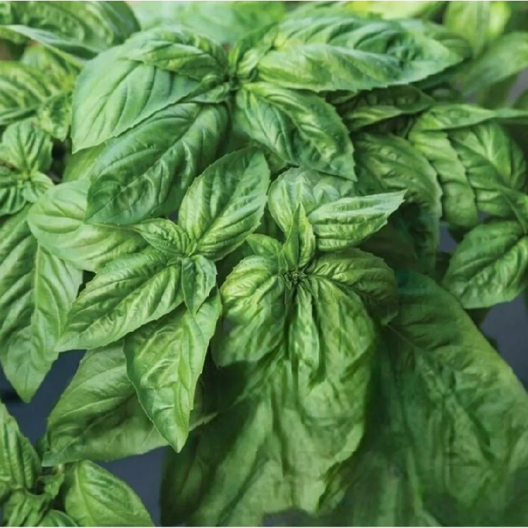 Yeşil Fesleğen Tohumu – 100 Adet | Geniş Yapraklı, Aromatik, Ocimum basilicum