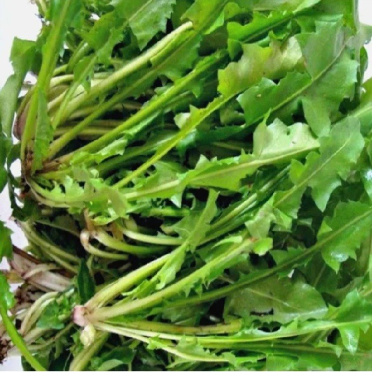 Hindiba Güneyik 5 gr