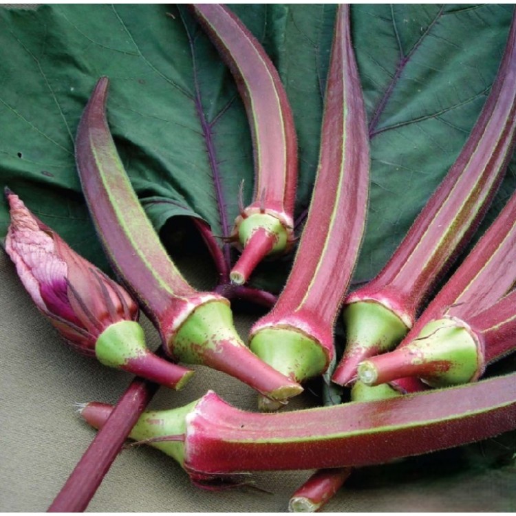 Kınalı Bamya Tohumu 500 gr – Ürün Görseli Kınalı Bamya Tohumu 500 gr yazlık sebze tohumu görseli